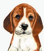 Beagle Puppy